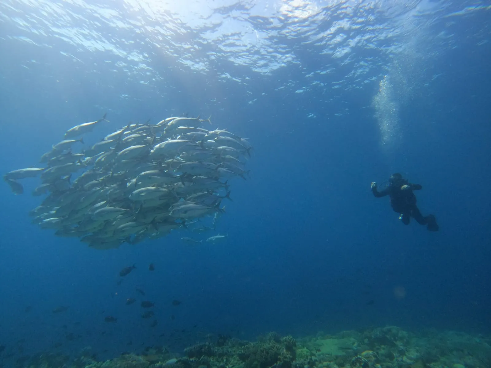 Tomia Scuba Diving Discovery
